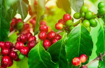 Cascara / Refreshment in the style of the Arabian Nights